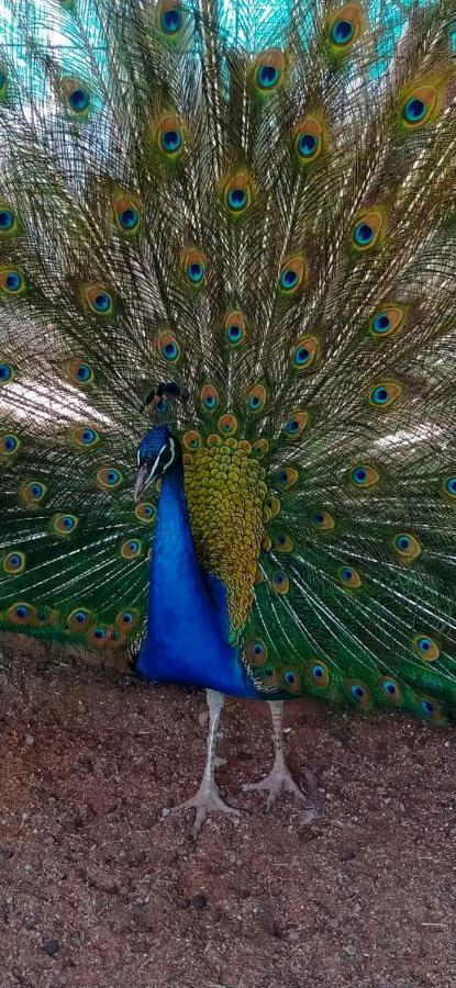 Complejo Los Enamorados Калингаста Экстерьер фото